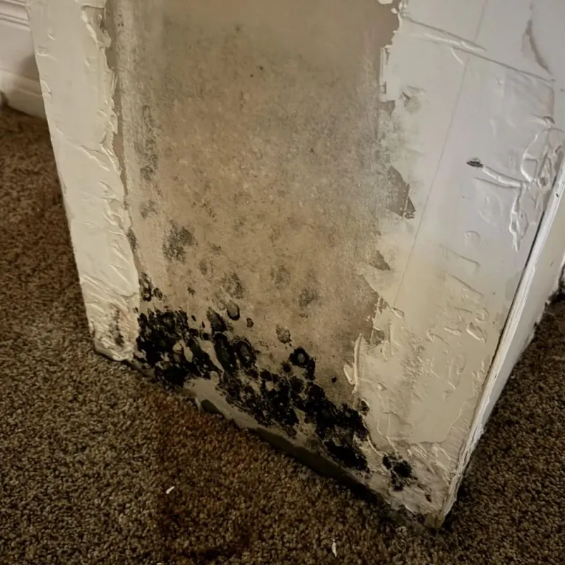 Professional Mold Removal in Rosedale, CA